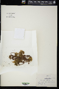Pleuroziopsis ruthenica image
