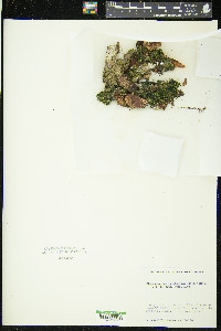 Stereophyllum radiculosum image