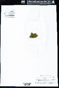Pedinophyllum truncatum image
