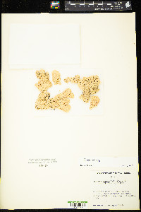 Sphagnum meridense image