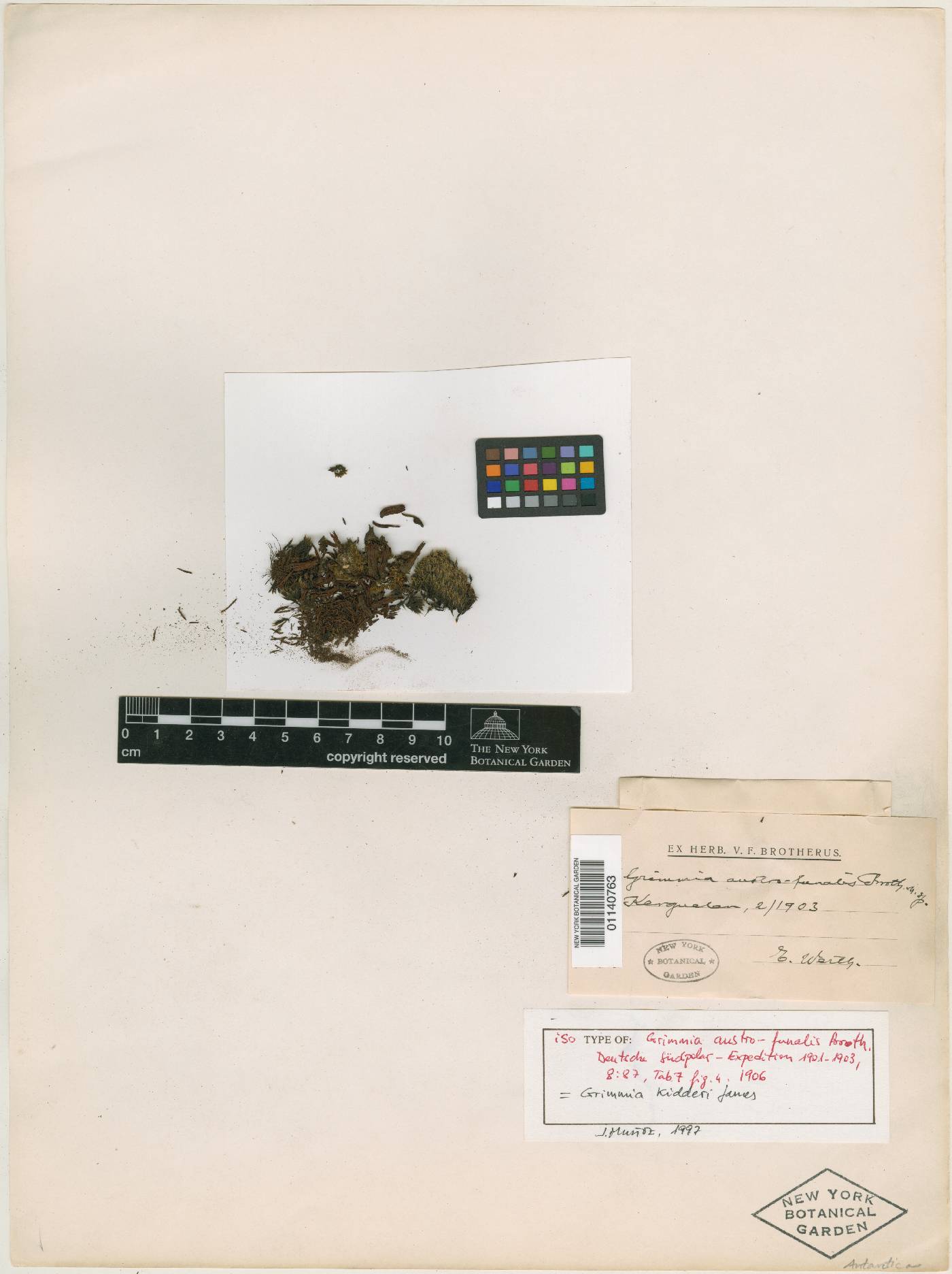 Grimmia austrofunalis image