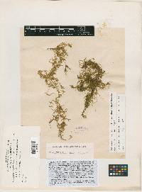 Zelometeorium recurvifolium image
