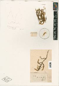 Pterobryopsis aurantia image