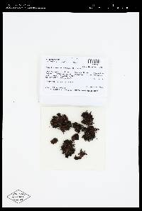 Grimmia trichophylla image