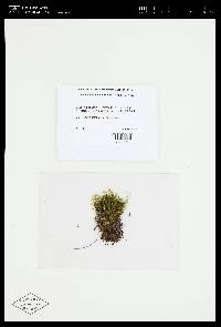 Rhizomnium magnifolium image