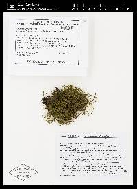 Grimmia leibergii image
