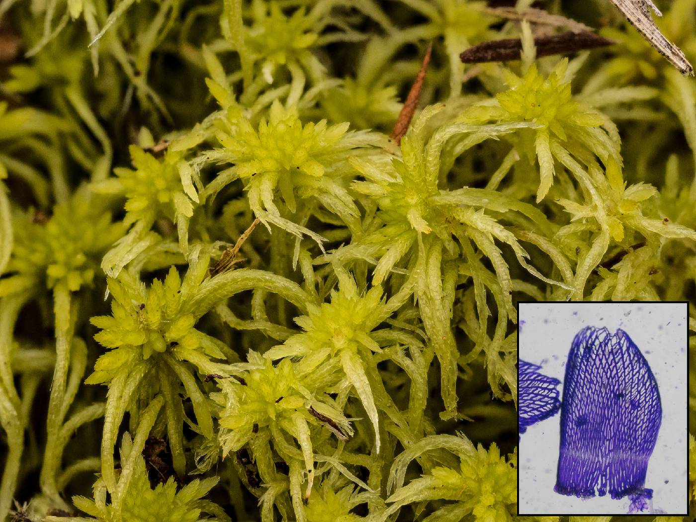 Sphagnum girgensohnii image