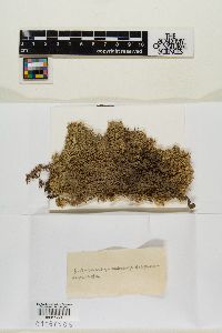 Sphagnum subsecundum image