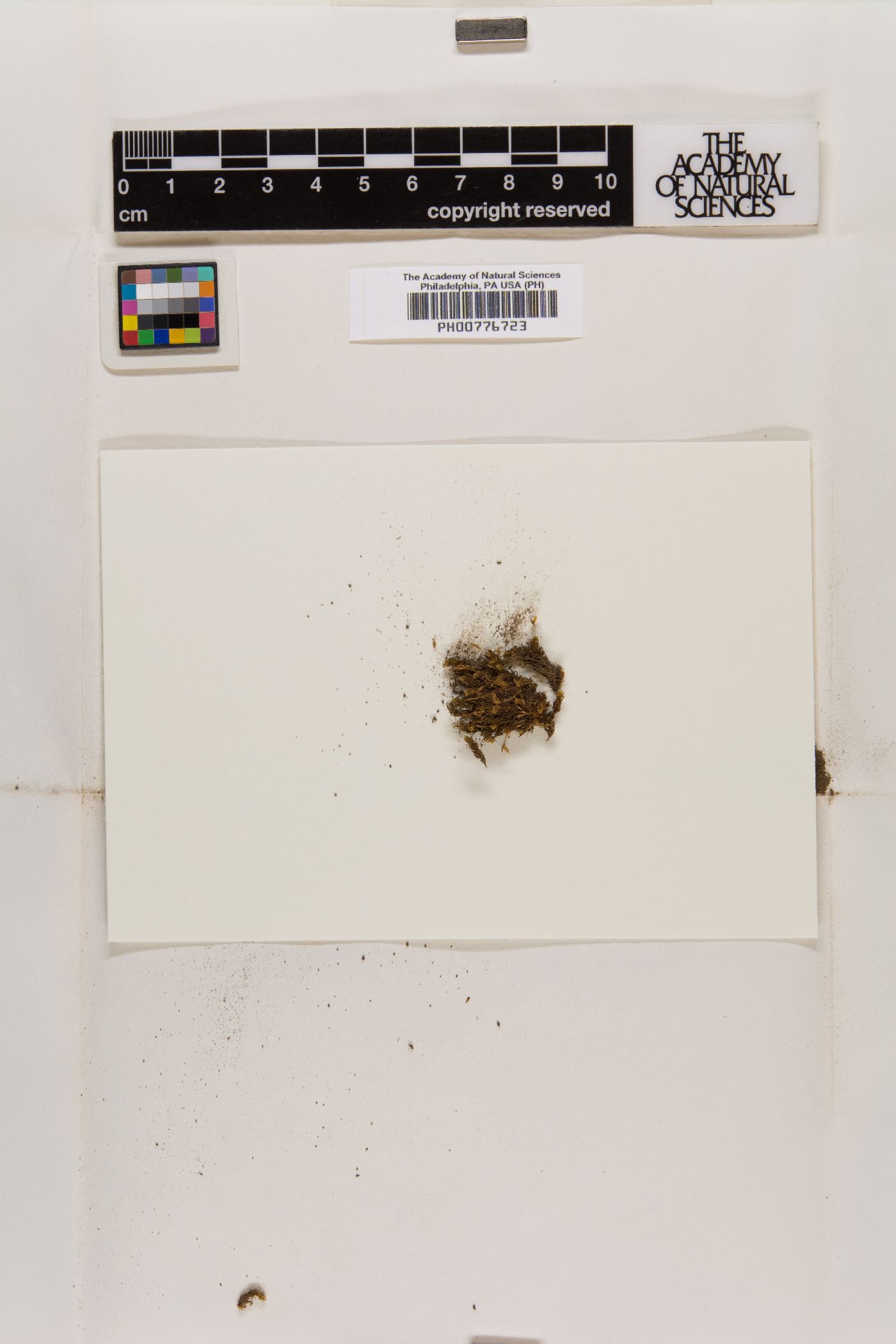 Ptychomitrium nigrescens image