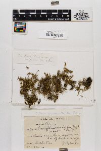 Schoenobryum concavifolium image