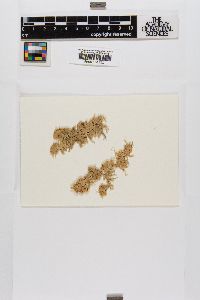 Sphagnum palustre image