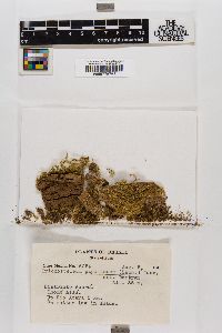 Trichosteleum papillosum image