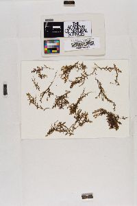 Frullania dilatata image