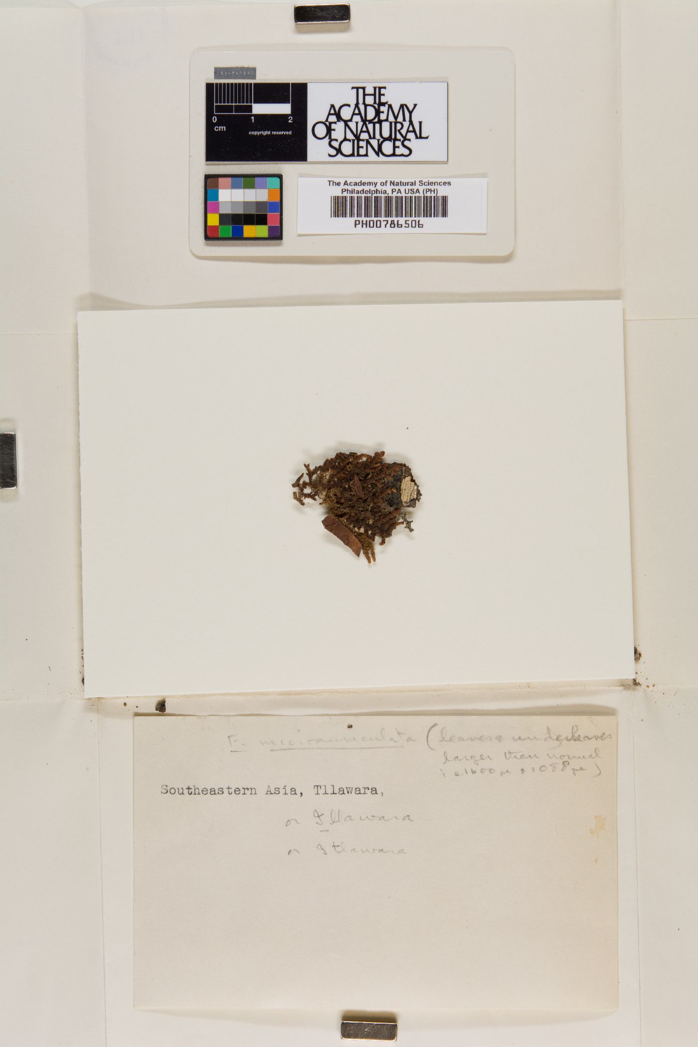 Frullania microauriculata image
