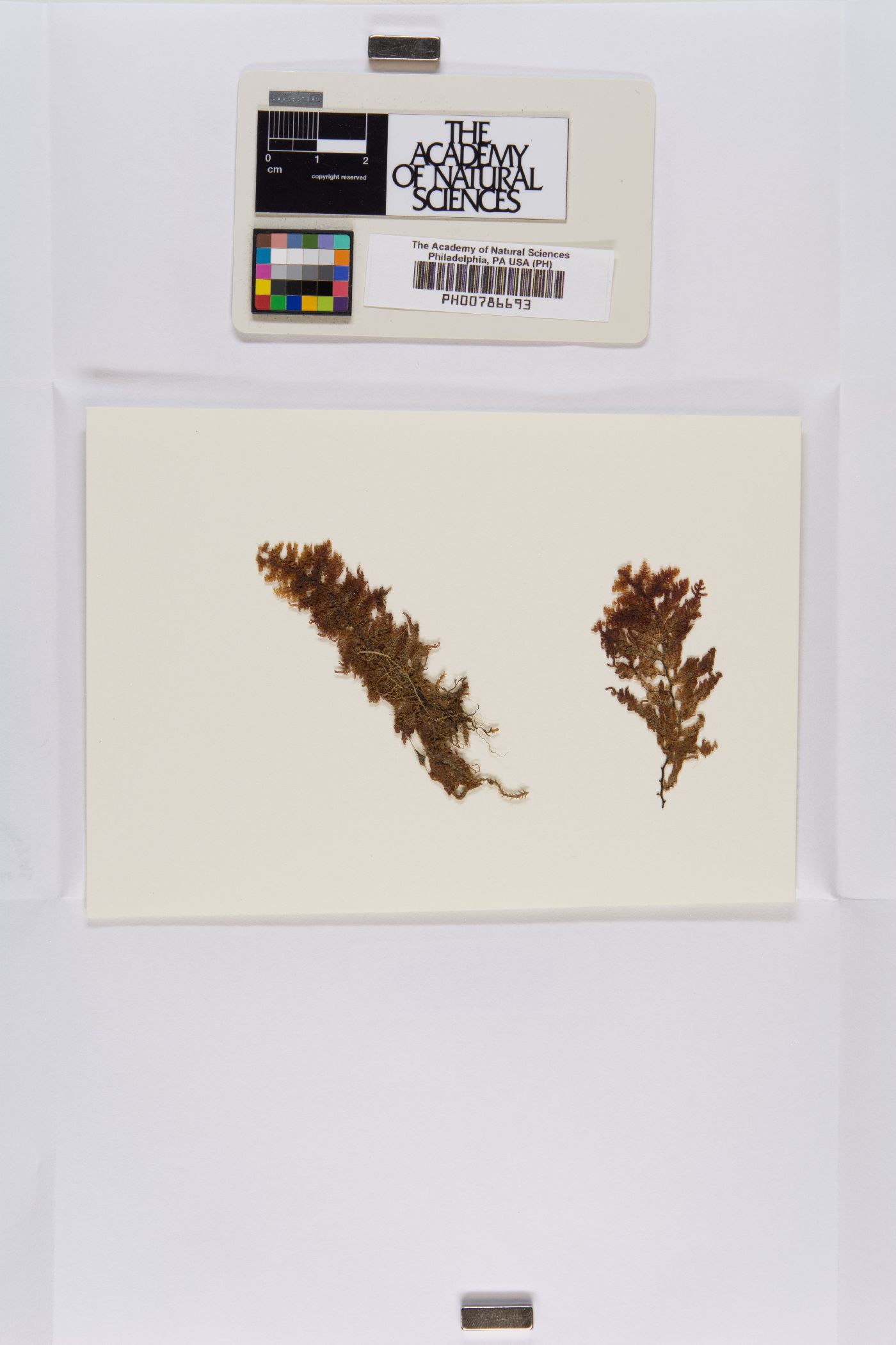 Lepicolea magellanica image