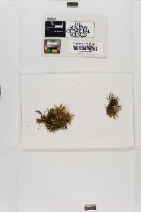 Braunia alopecura image
