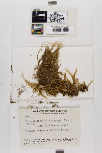 Orthostichopsis tetragona image