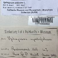 Sphagnum palustre image