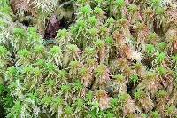 Image of Sphagnum quinquefarium