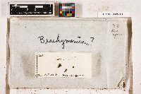 Brachymenium rigidum image
