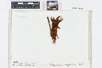 Campylopus setifolius image