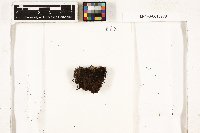 Conostomum magellanicum image