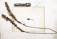 Dawsonia grandis image