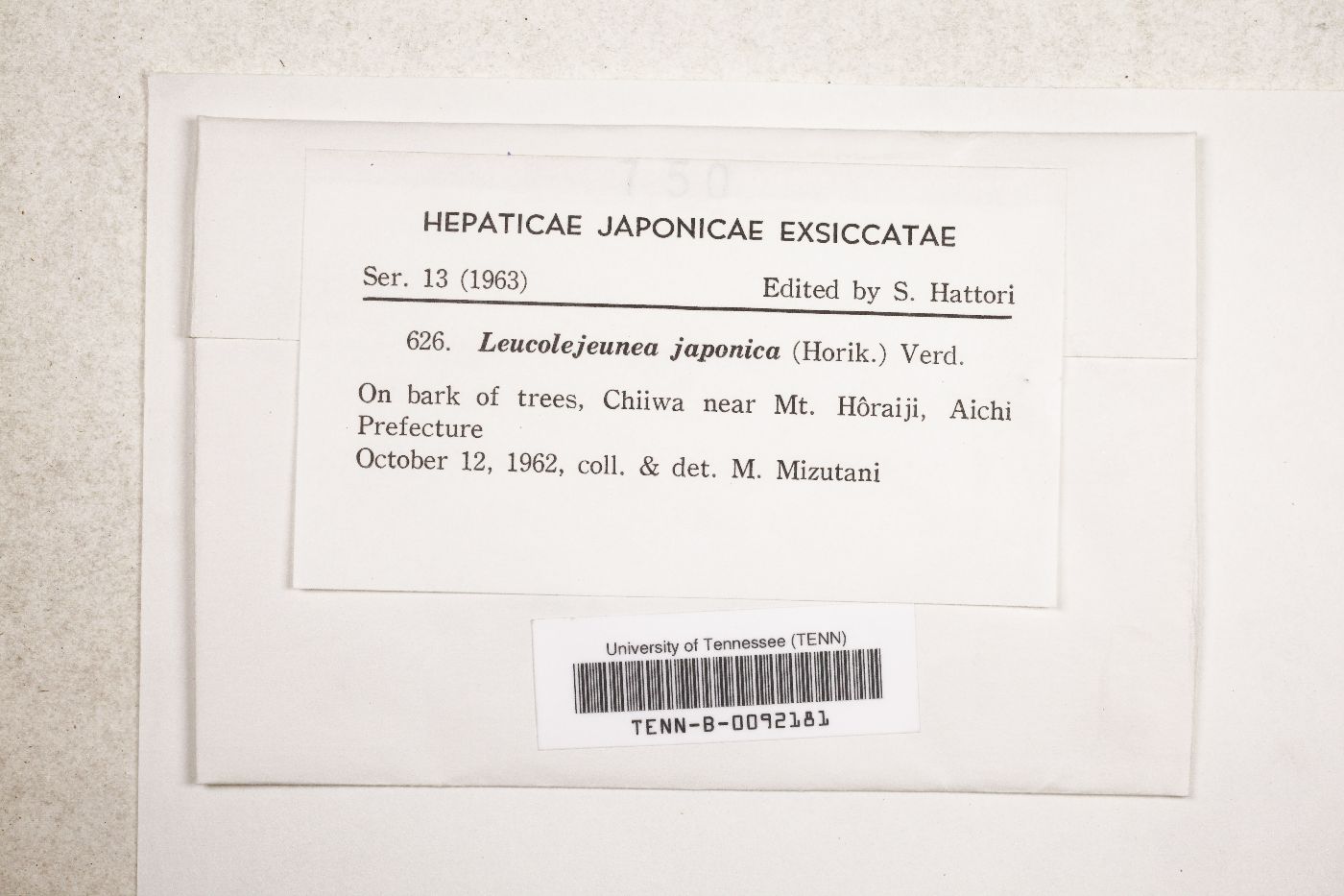 Cheilolejeunea japonica image