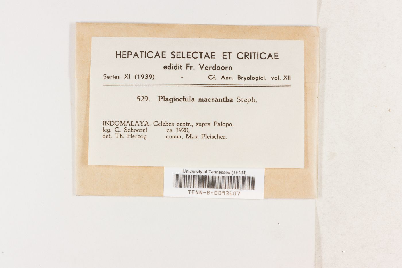 Plagiochila ceylanica image