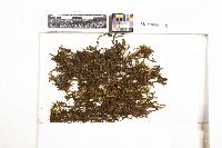 Porella densifolia image