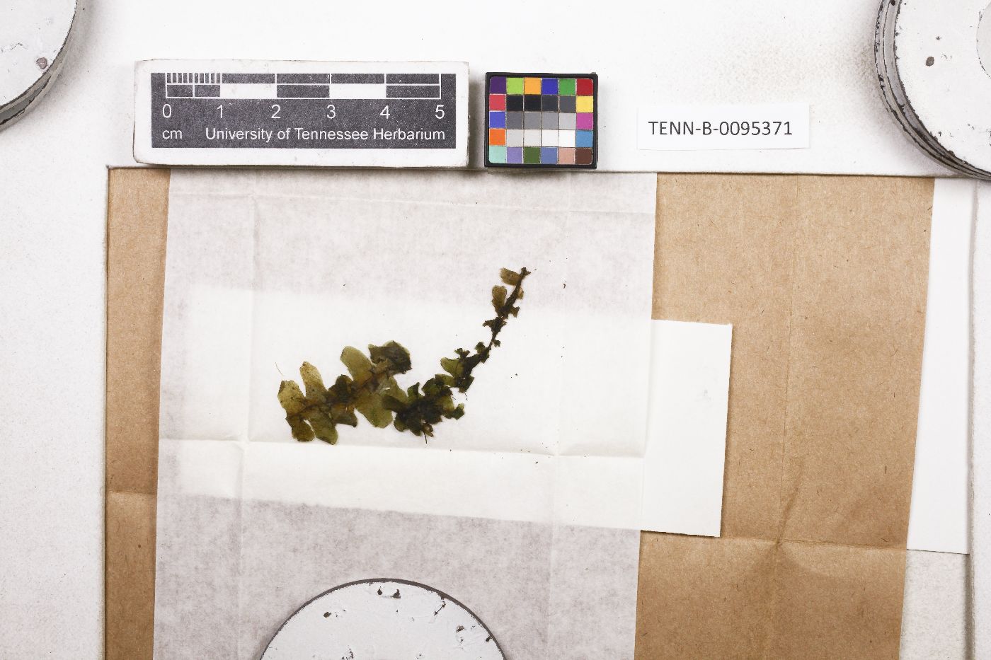 Treubia insignis subsp. vitiensis image