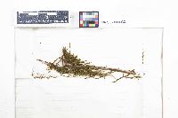 Spruceanthus polymorphus image