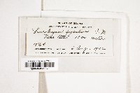 Leucobryum giganteum image