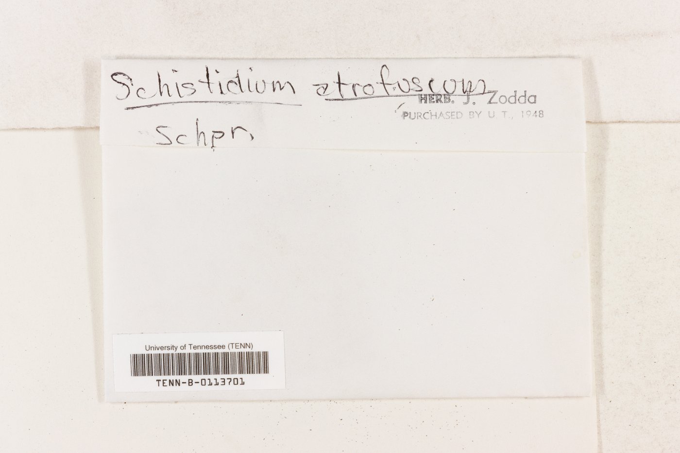 Schistidium atrofuscum image