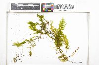 Pireella angustifolia image