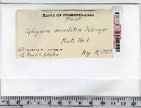 Sphagnum denticulatum image