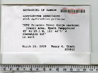 Rosulabryum canariense image