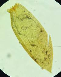 Pseudohygrohypnum eugyrium image