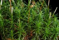 Image of Polytrichum formosum