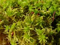 Sphagnum fimbriatum image