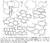 Frullania gaudichaudii image