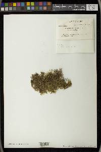 Loeskeobryum cavifolium image