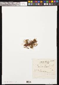 Calyptothecium ramosii image