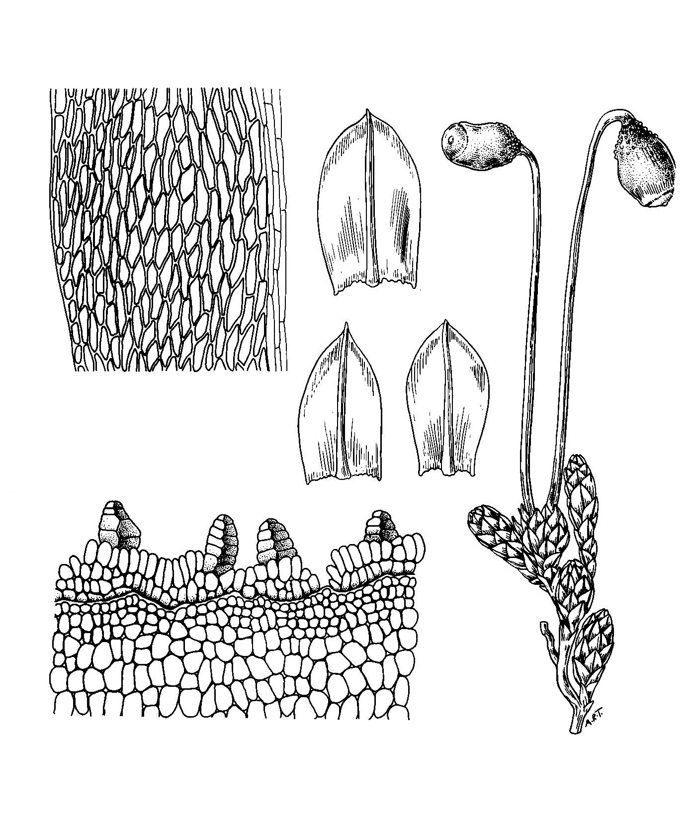 Anomobryum polysetum image