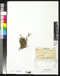 Ectropothecium fosbergii image