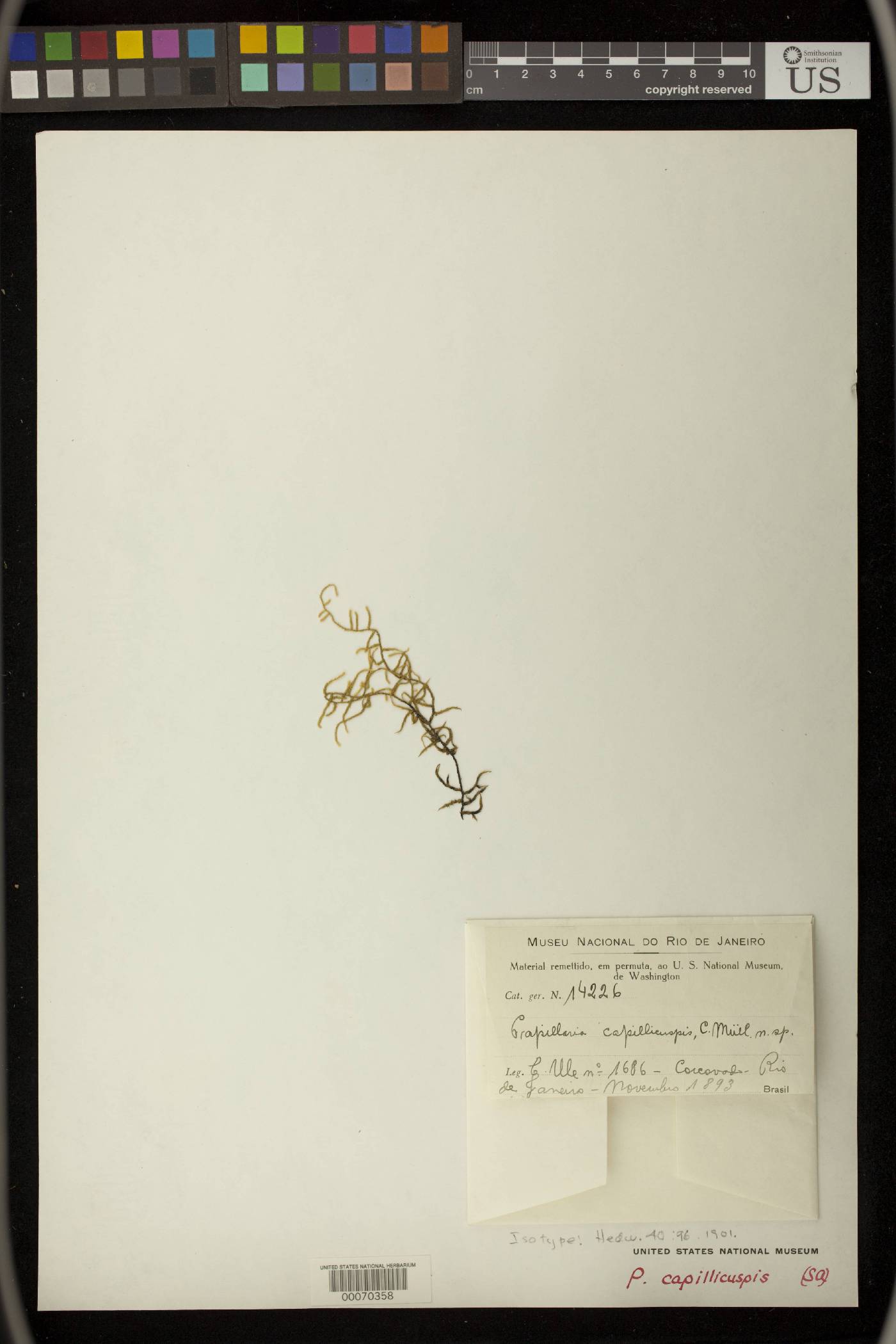 Papillaria capillicuspis image
