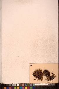 Dicranum brevifolium image