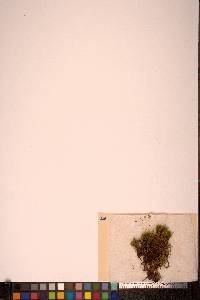 Dicranum groenlandicum image