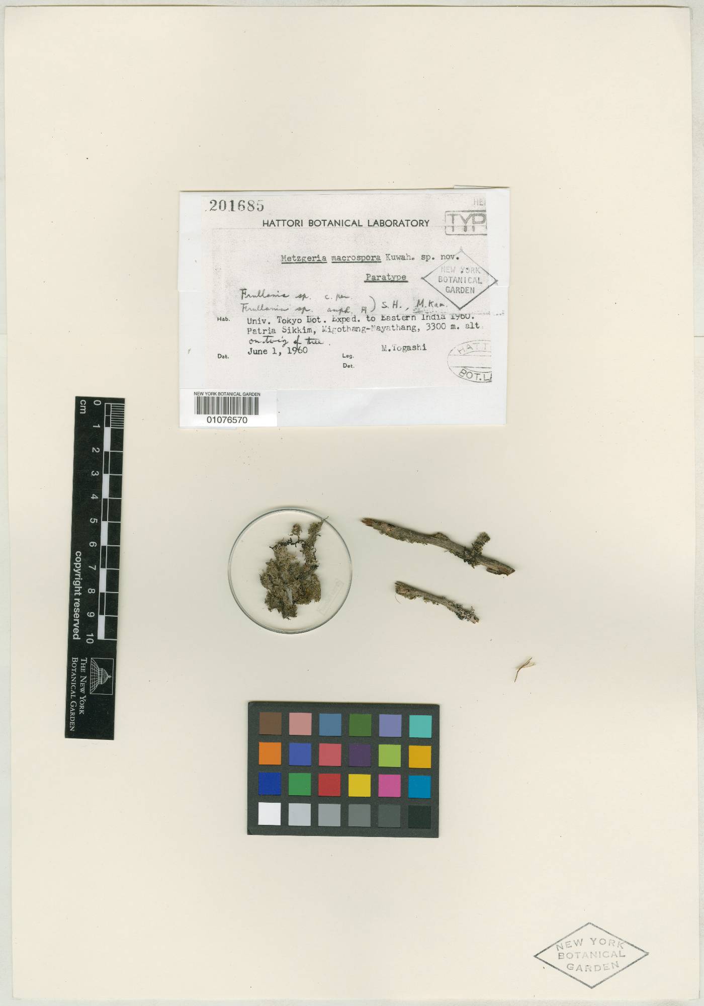 Metzgeria macrospora image