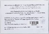 Plagiochila boryana image
